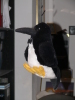 EAV-Merchandise: Plüsch-Pinguin. Foto: Almut G.